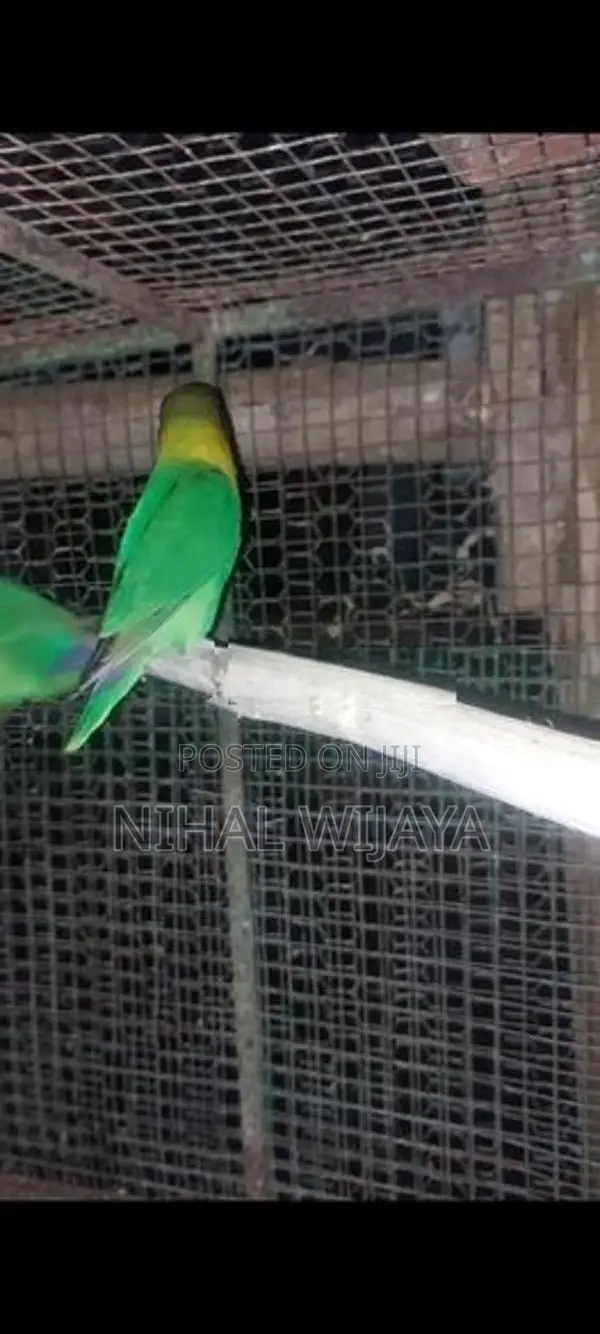 African Birds