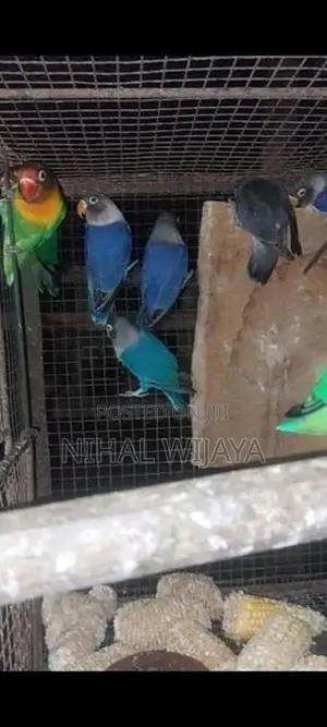 African Birds
