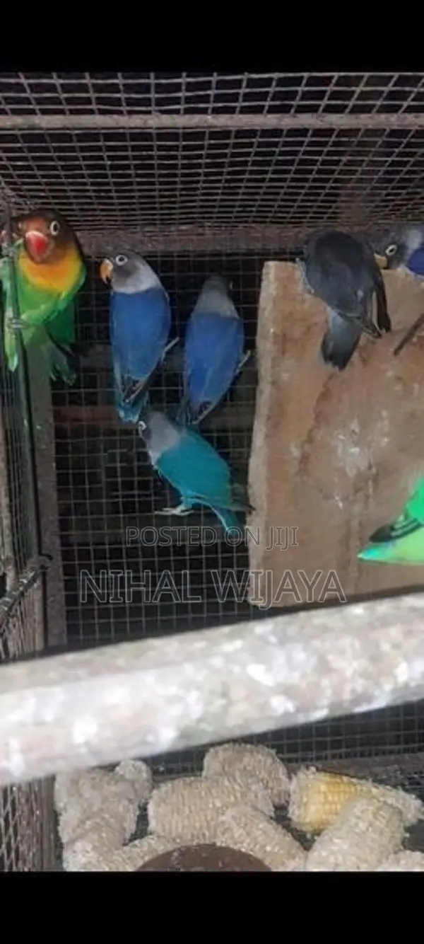 African Birds