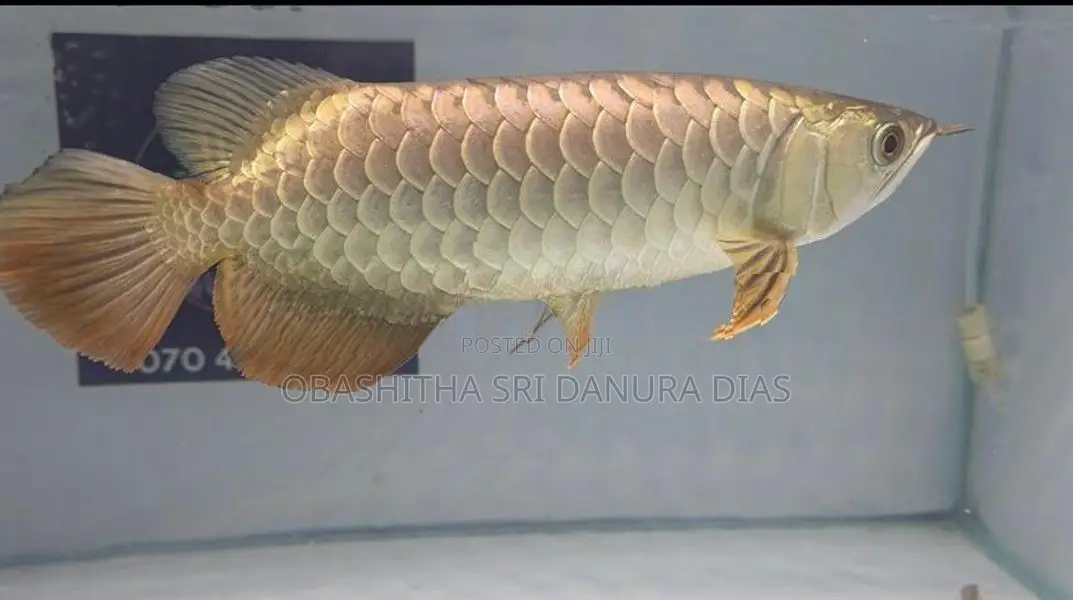 24k Crossback Arowana
