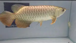 24k Crossback Arowana