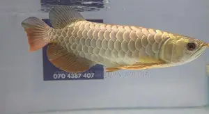 24k Crossback Arowana