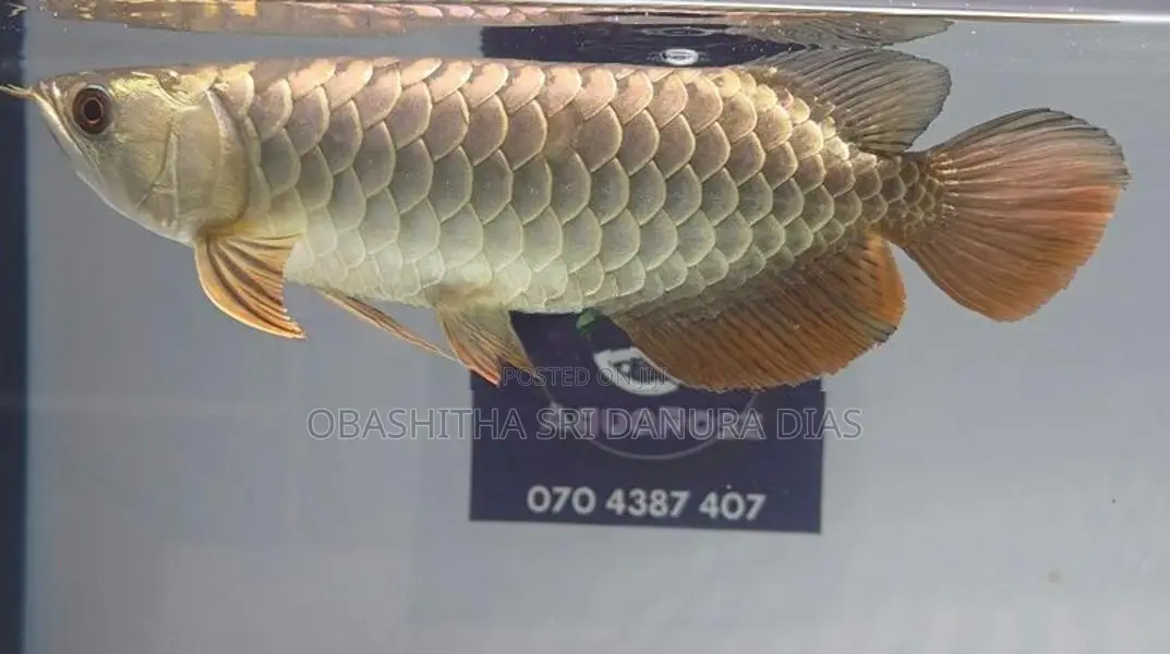 24k Crossback Arowana