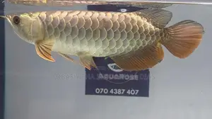 24k Crossback Arowana
