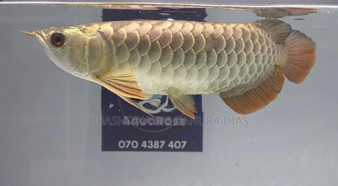 24k Crossback Arowana