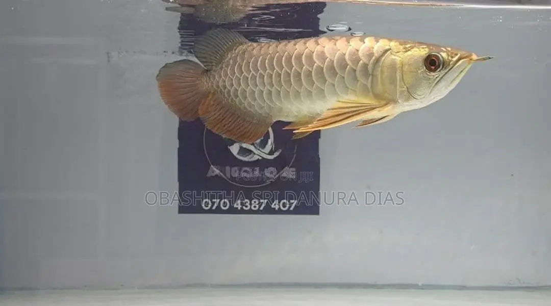 24k Crossback Arowana