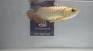 24k Crossback Arowana