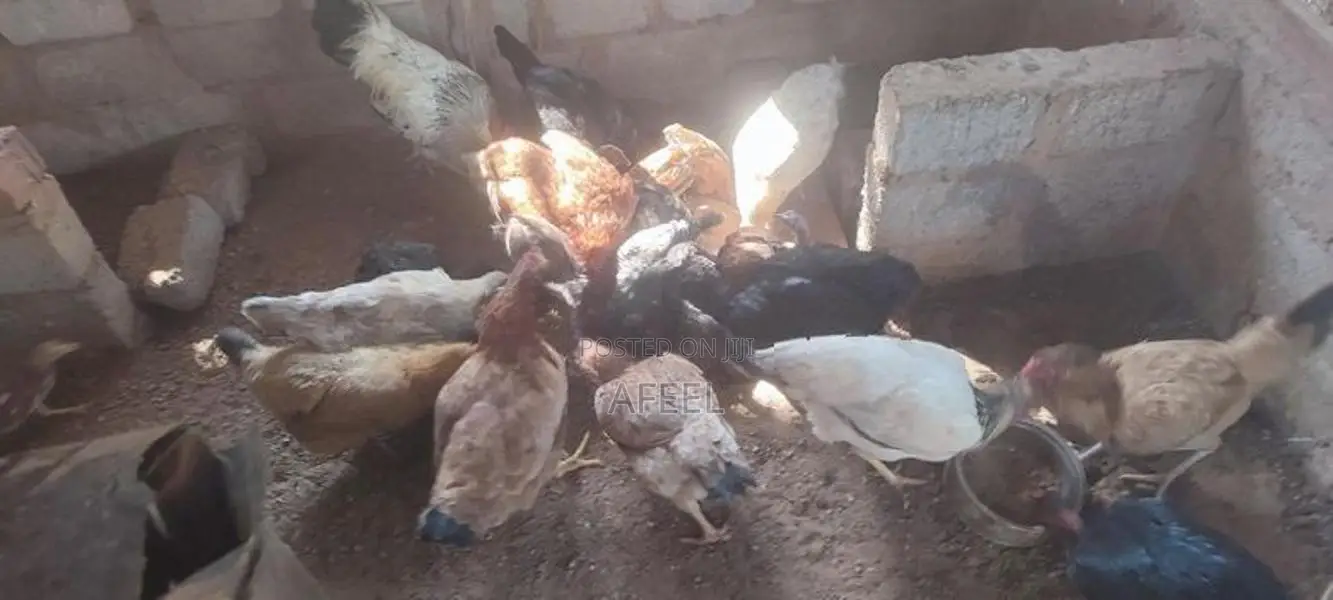 Farm Hens