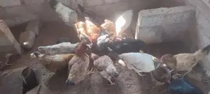 Farm Hens