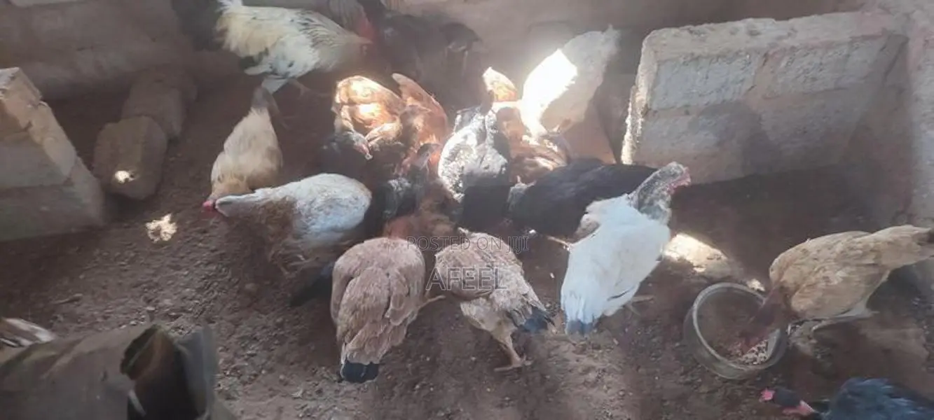 Farm Hens