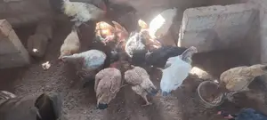 Farm Hens