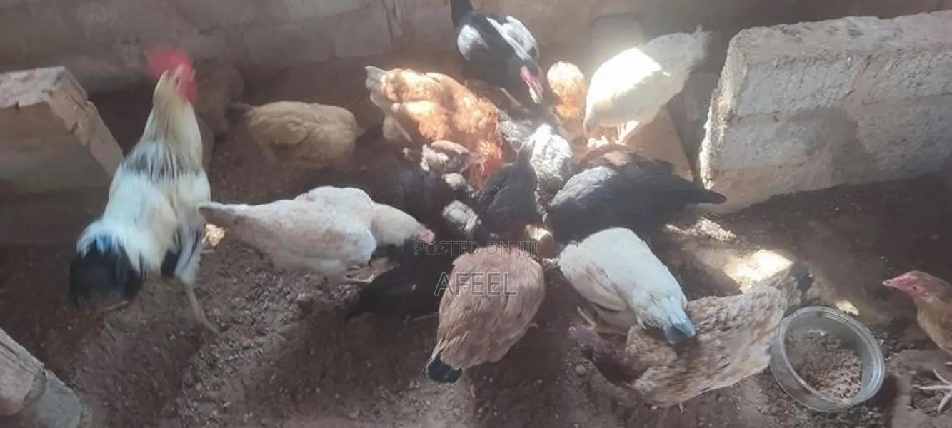 Farm Hens