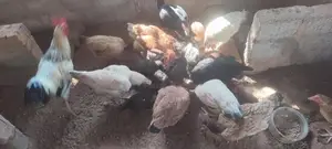 Farm Hens