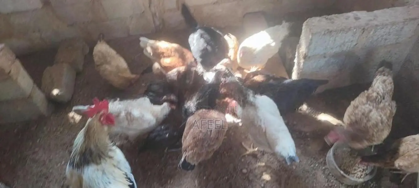 Farm Hens