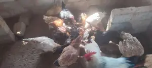 Farm Hens