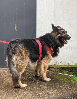 Lion German Shepherd Crossing
