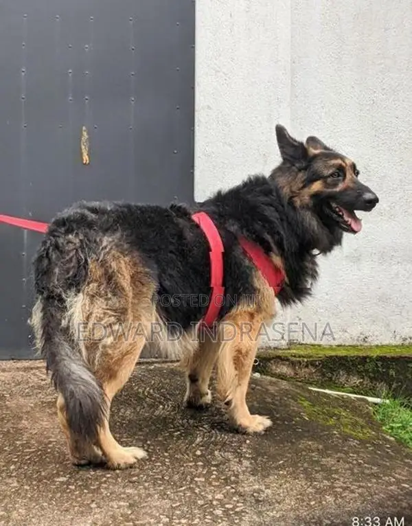 Lion German Shepherd Crossing