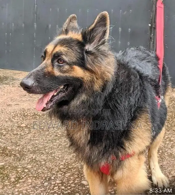 Lion German Shepherd Crossing