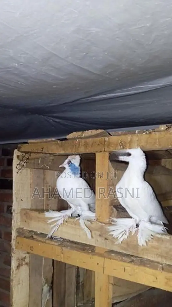 Pigeon