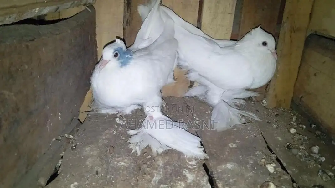 Pigeon