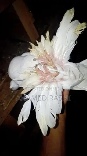 Pigeon