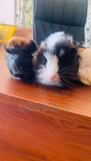 Guinpig