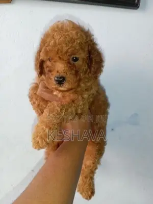 Toy Poodle Male Puppy