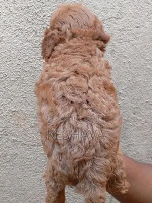 Toy Poodle Male Puppy