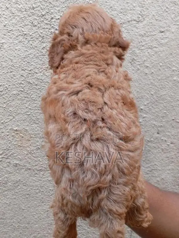 Toy Poodle Male Puppy