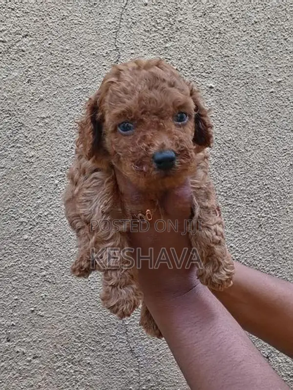 Toy Poodle Male Puppy