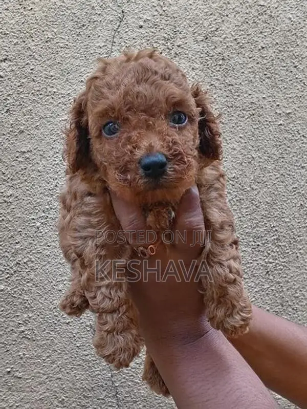 Toy Poodle Male Puppy