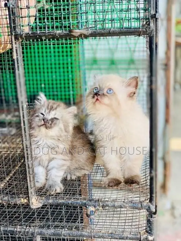 Persian Cat