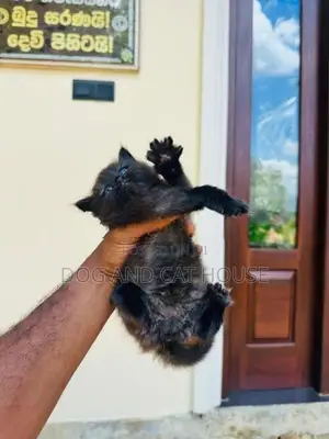 Persian Cat