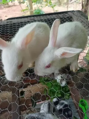 හා පැටව්