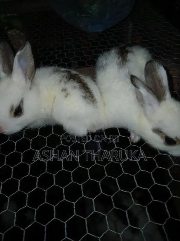 හා පැටව්