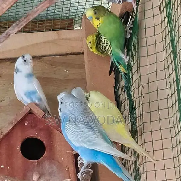 Love Birds