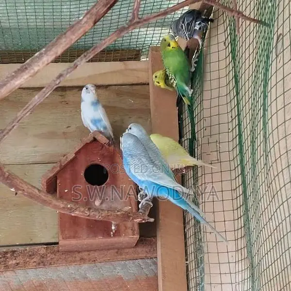 Love Birds