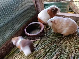 අංගොරා ගිනිපික් ජොඩුවක් විකිණිමට ඇත
