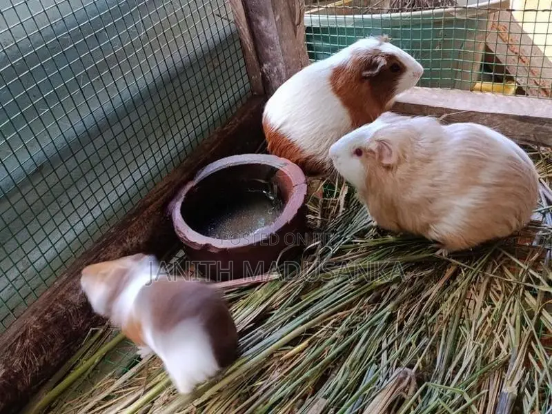 අංගොරා ගිනිපික් ජොඩුවක් විකිණිමට ඇත