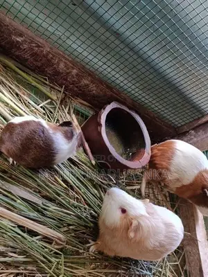 අංගොරා ගිනිපික් ජොඩුවක් විකිණිමට ඇත