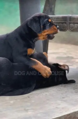 Rottweiler
