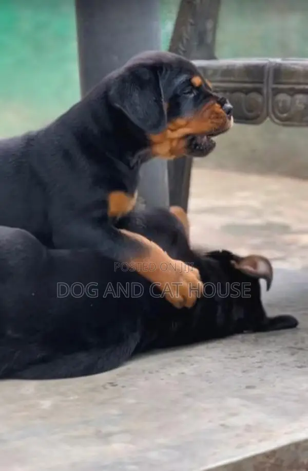 Rottweiler