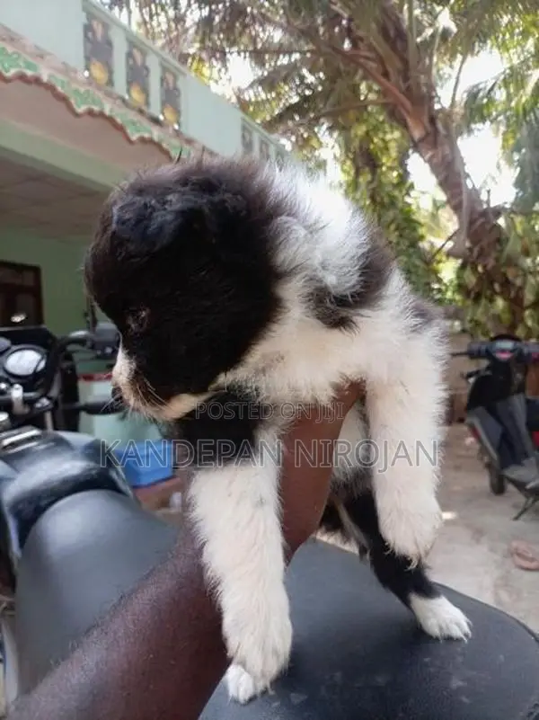 Lion Pomeranian Puppies