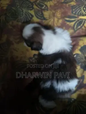 Shih Tzu Puppy
