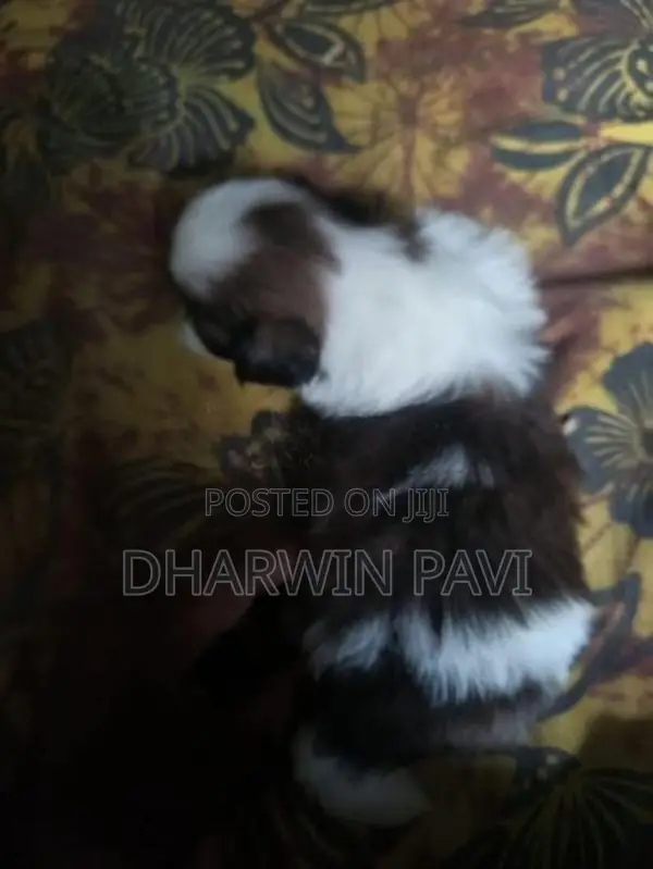 Shih Tzu Puppy
