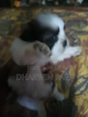 Shih Tzu Puppy