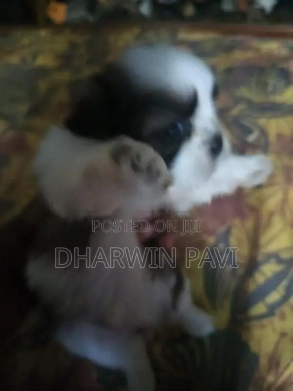Shih Tzu Puppy