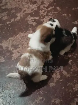 Shih Tzu Puppy
