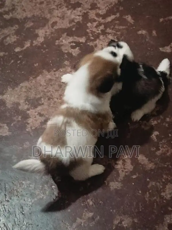 Shih Tzu Puppy