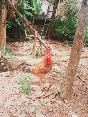 Roaster With Hen